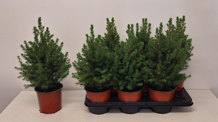<h4>PICEA GL CONICA</h4>