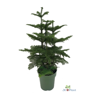 Araucaria (3 tak)