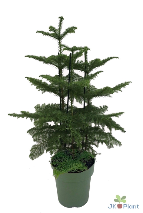 <h4>Araucaria (3 tak)</h4>