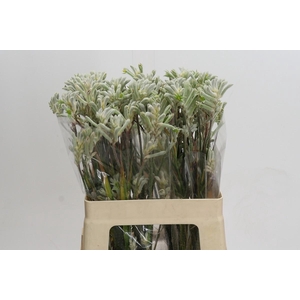 Anigozanthos Bush Diamond