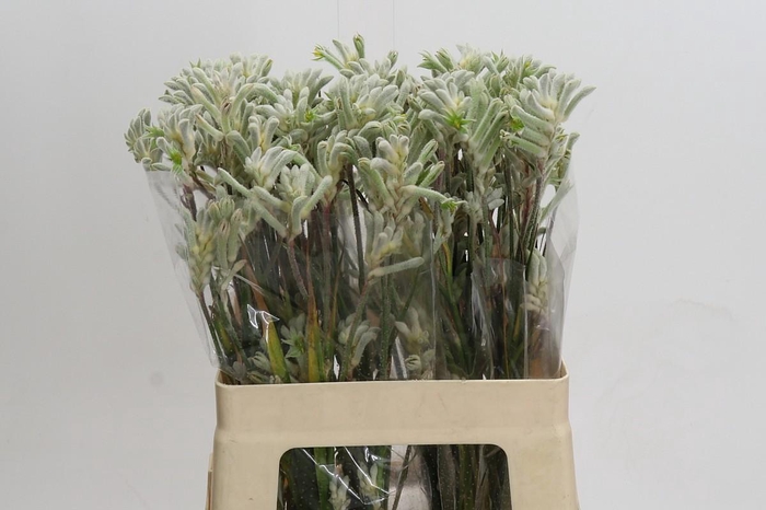 <h4>Kangaroo Paw Bush Diamond</h4>