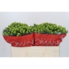 Hypericum Lucky Romance