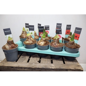 arr8 Hippeas Ov Gemengd