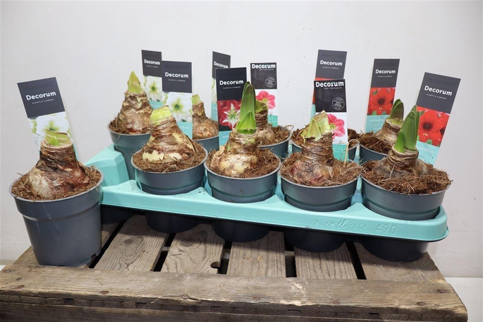 <h4>arr8 Hippeas Ov Gemengd</h4>