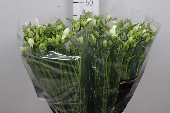 <h4>Fr Du Vivre</h4>