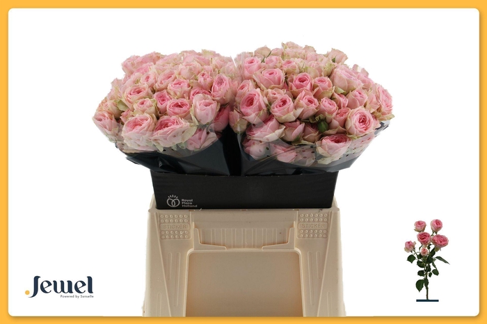 <h4>ROSA TR 'YVETTE'</h4>