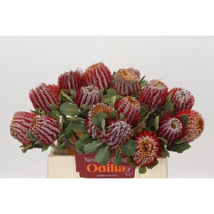 Banksia Coccinea