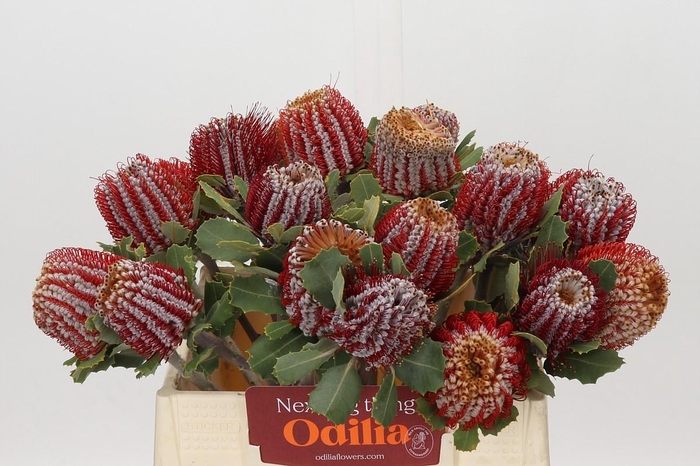 <h4>Banksia Coccinea</h4>