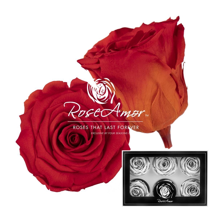 <h4>Lplus Bic01</h4>