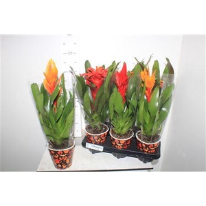 Bromelia Gem 6 Srt