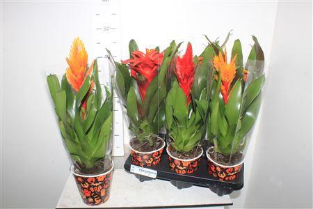 <h4>Bromelia Gem 6 Srt</h4>