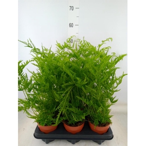 Pteris cretica 'Roeweri'