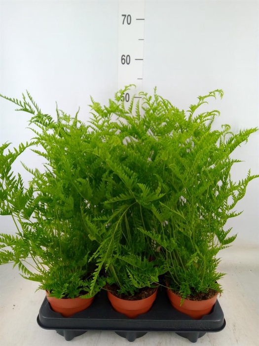 <h4>Pteris cretica 'Roeweri'</h4>