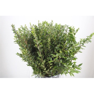 Myrthe Berry Blue P Bunch
