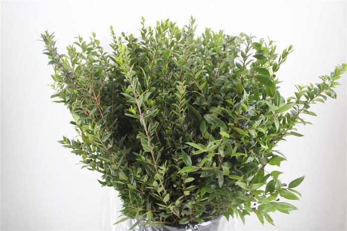 <h4>Myrthe Berry Blue P Bunch</h4>