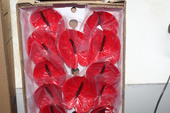 <h4>ANTHURIUM IMPULZ 11/13 040 CM DIAM MIN 11 CM VERMELHO</h4>