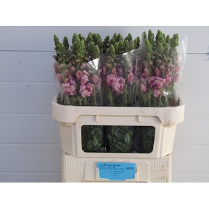 Antirrhinum Lavender