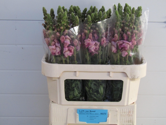 <h4>Antirrhinum Lavender</h4>