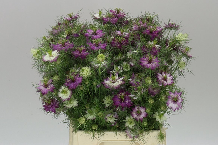 <h4>Nigella D Artist Pink A2</h4>