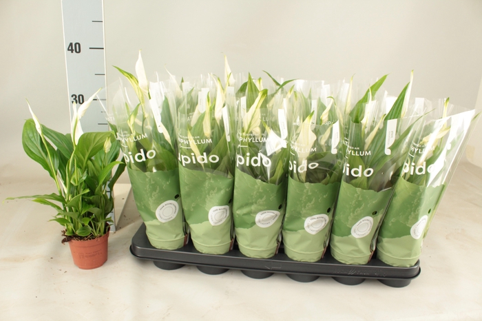 <h4>SPATH PEARL CUPIDO</h4>