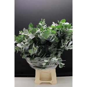 Euc Cinerea 300 Gr 566