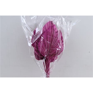 DRY PALM SPEAR MED 5PC CERISE BUN