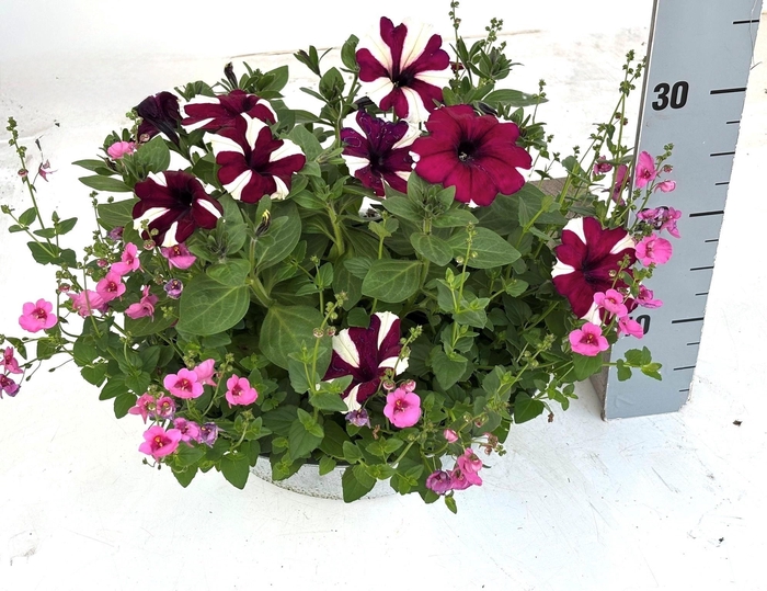 <h4>PERKPL GEM IN POT</h4>