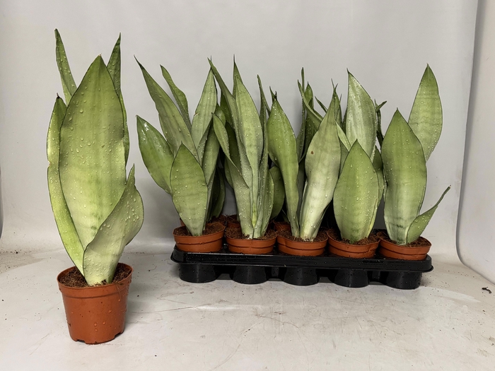 <h4>SANSEV MOONSHINE</h4>