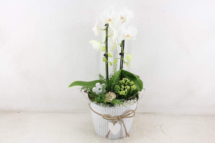 <h4>arr2 PL - Zink pot met hart Phal wit</h4>