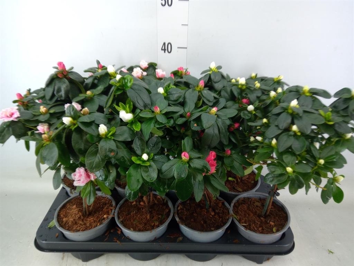 <h4>Rhododendron sim.   ...</h4>