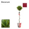 Laurus nobilis Spiraal stam Cozy
