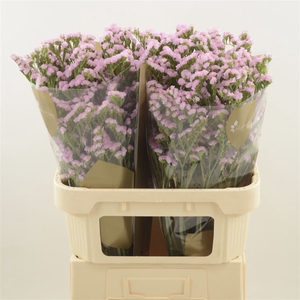 Statice Lucia Pink | Heavy Quality