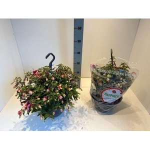 FUCHSIA MIXK