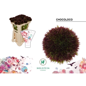 GE BG CHOCOLOCO Emmer Hoes x40