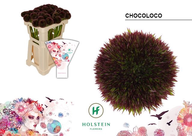 <h4>Gerbera Pomponi Chocoloco Water x40</h4>