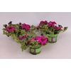 Petunia surfinia Giant Purple