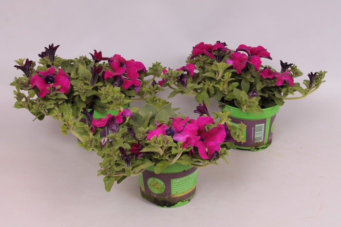 Petunia surfinia Giant Purple