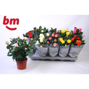 RO B MONDE GEM 6 SRT