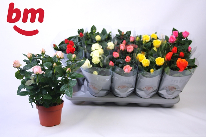 <h4>RO B MONDE GEM 6 SRT</h4>