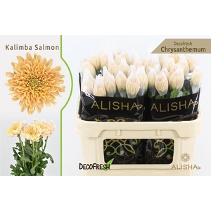 Chr g Kalimba Salmon