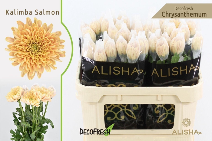 <h4>Chr g Kalimba Salmon</h4>