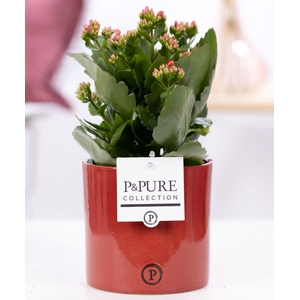Kalanchoe red in P&PURE Essential cer. red