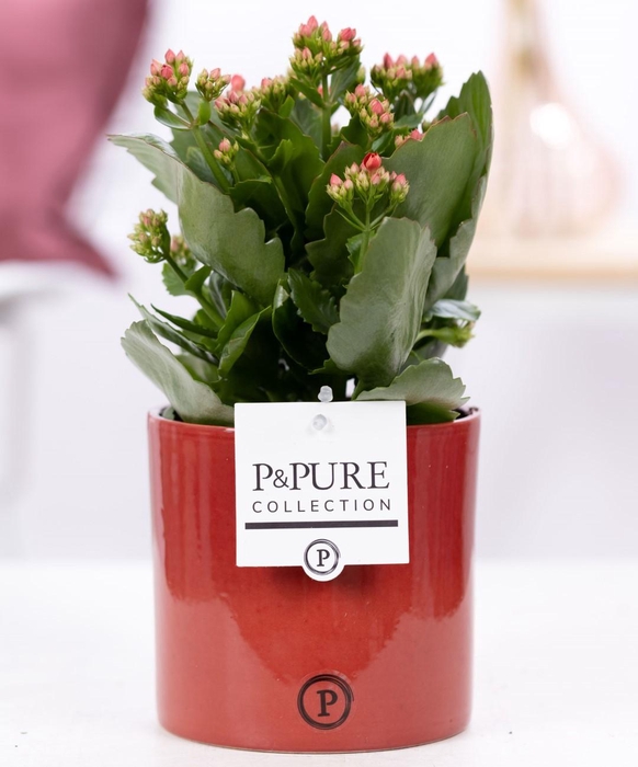 <h4>Kalanchoe red in P&PURE Essential cer. red</h4>