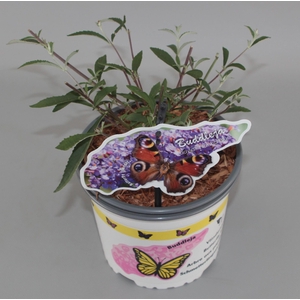 Buddleja Davidii 'Nanho Blue' C2