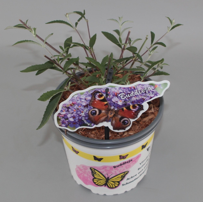 <h4>Buddleja Davidii 'Nanho Blue' C2</h4>