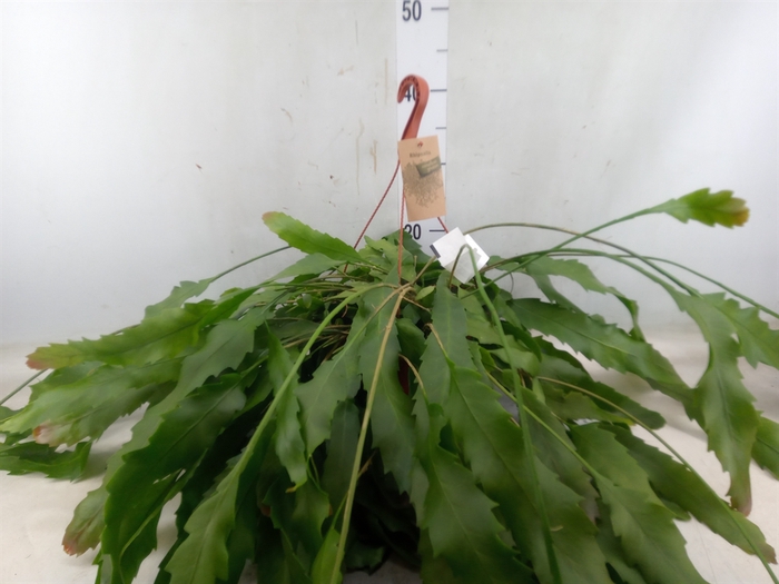 <h4>Lepismium houlletianum</h4>