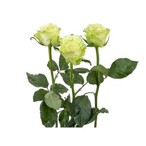 ROSA WASABI 060 CM VERDE ESTUFA