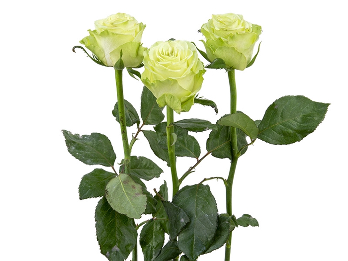 <h4>ROSA WASABI 060 CM VERDE ESTUFA</h4>