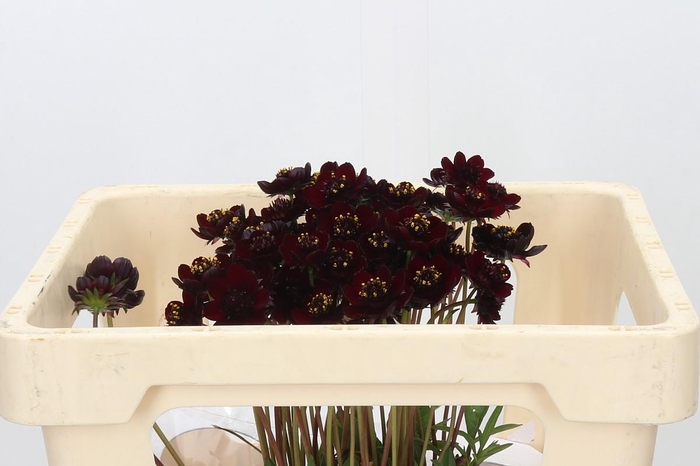 <h4>Cosmos Black Beauty</h4>