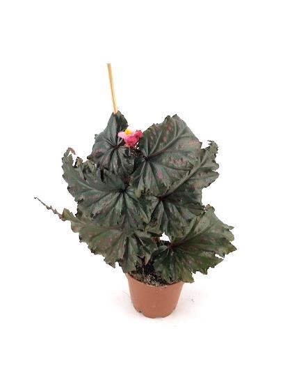 BEGONIA MACULATA SERATIPET P6